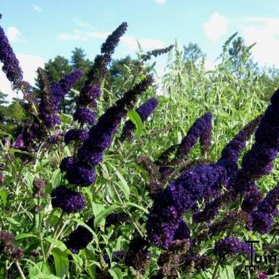 Buddleja davidii 'Black Knight' - 