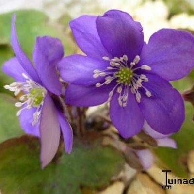 Leberblümchen - Hepatica nobilis