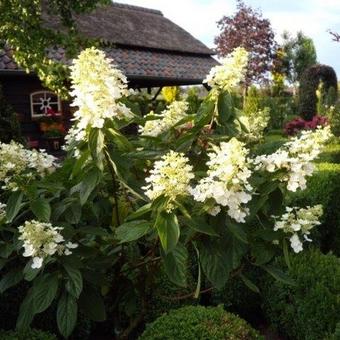 Hydrangea paniculata 'Floribunda'