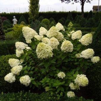 Hydrangea paniculata 'Limelight'