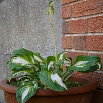 Hosta