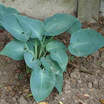 Hosta