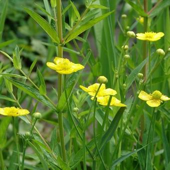 Ranunculus lingua