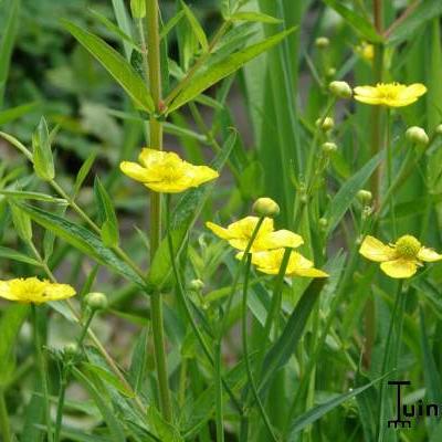 renoncule langue - Ranunculus lingua