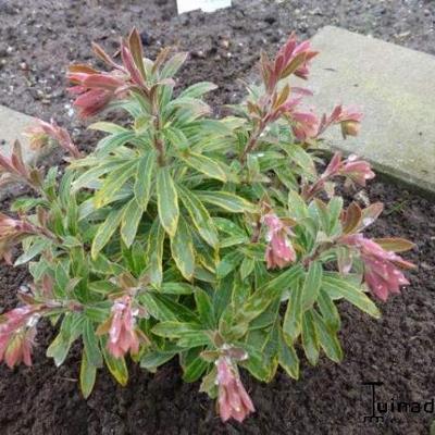 Euphorbia x martinii 'Ascot Rainbow'