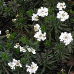 Iberis sempervirens 'Findel' - 