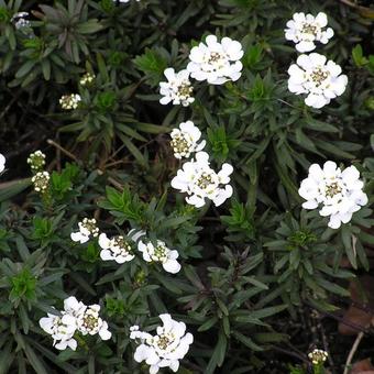 Iberis sempervirens 'Findel'