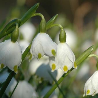 Leucojum vernum