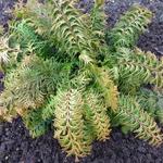 Chamaecyparis obtusa 'Fernspray Gold' - 