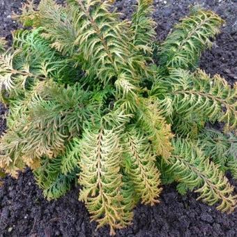 Chamaecyparis obtusa 'Fernspray Gold'