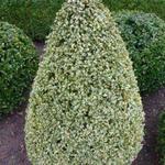 Buxus sempervirens 'Elegans' - 