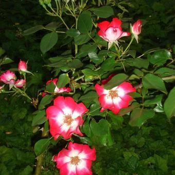 Rosa 'Rosy Cushion'