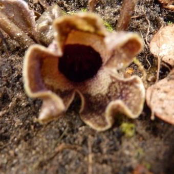 Asarum splendens