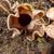 Asarum splendens