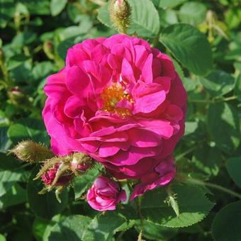 Rosa 'Henri Martin'