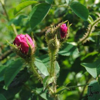 Rosa 'Henri Martin' - 