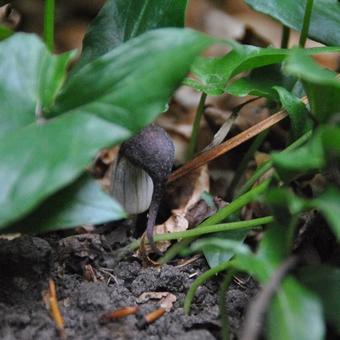 Arisarum proboscideum