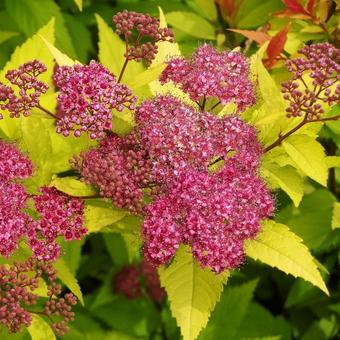 Spiraea japonica 'Goldflame'