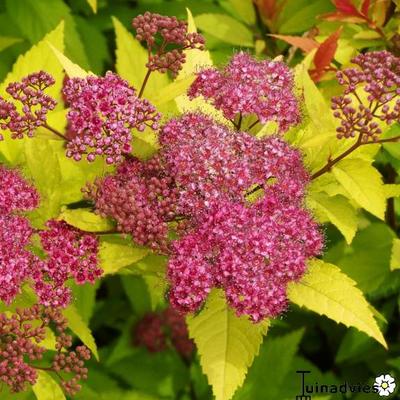 Spiraea japonica 'Goldflame' - 