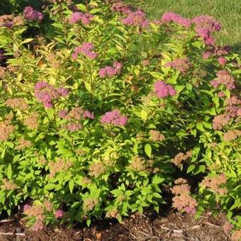 Spiraea japonica 'Goldflame'