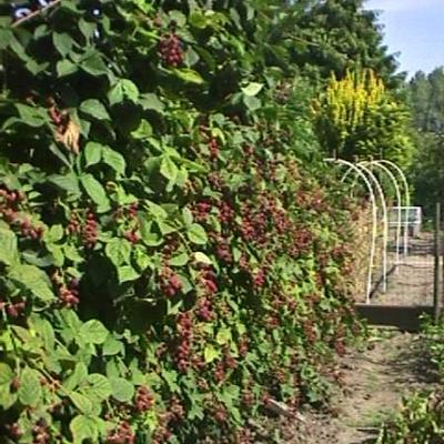 Ribes nigrum - GROSEILLIER NOIR, CASSISSIER, CASSIS NOIRS, GROSEILLE NOIRE - Ribes nigrum