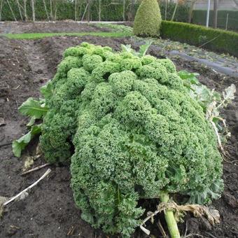 Brassica oleracea var. sabellica