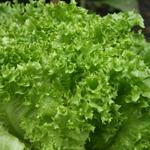 Lactuca sativa 'Lollo Bionda' - 