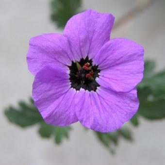 Erodium guttatum