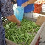 Abelmoschus esculentus - Okra