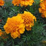 Tagetes - 