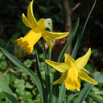 Narcissus 'February Gold'