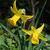 Narcissus 'February Gold'