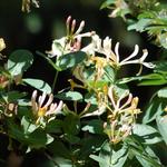 Lonicera periclymenum - Waldgeißblatt