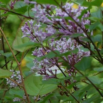 Syringa pubescens subsp. microphylla 'Superba'