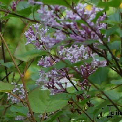 Syringa pubescens subsp. microphylla 'Superba' - LILAS DE CHINE, LILAS SUPERBE,