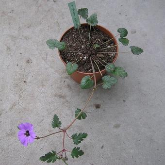 Erodium guttatum