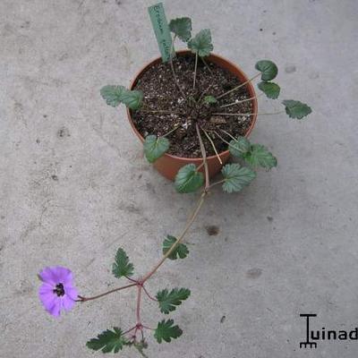 Erodium guttatum