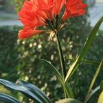 Clivia miniata - Clivia