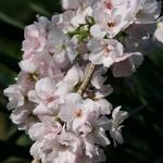 Prunus serrulata 'Amanogawa' - 