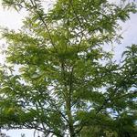 Gleditsia triacanthos f. inermis 'Sunburst' - 