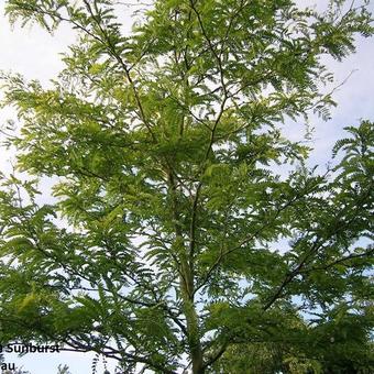 Gleditsia triacanthos f. inermis 'Sunburst'