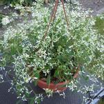 Euphorbia hypericifolia 'Diamond Frost' - 