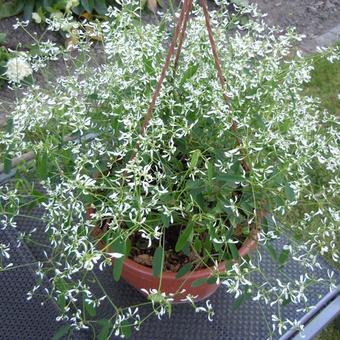 Euphorbia hypericifolia 'Diamond Frost'