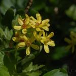 Ribes odoratum - 