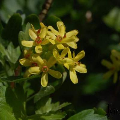 Ribes odoratum - Ribes odoratum