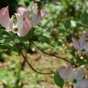 Cornus florida