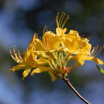 Rhododendron luteum