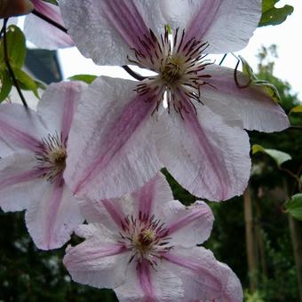 Clematis 'Nelly Moser'