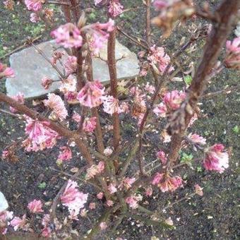 Viburnum x bodnantense 'Charles Lamont'