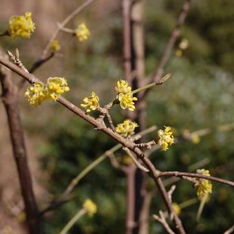 Cornus mas